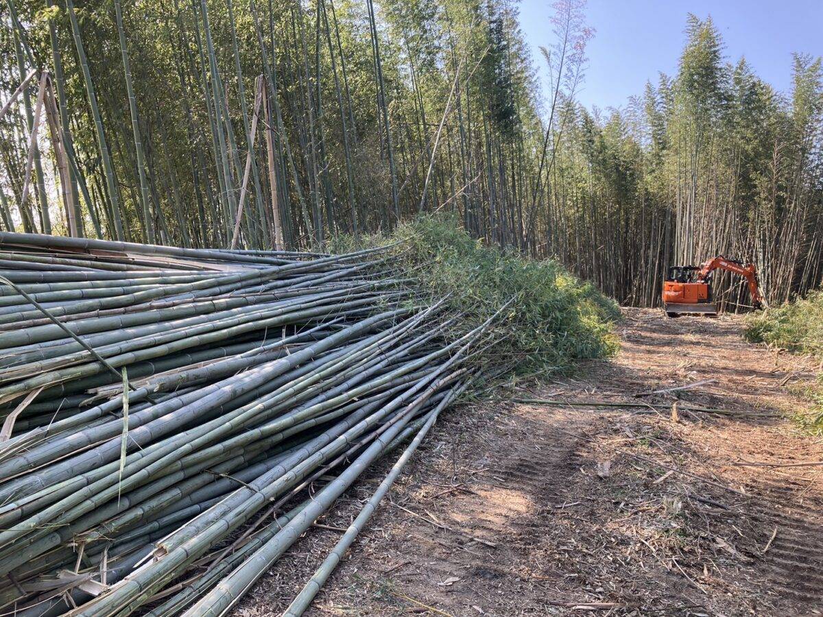 竹の伐採は業者が嫌がる？｜対応できる業者の見極め方と実績のある会社の強み